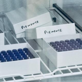 V-Day, il vaccino anti Covid è arrivato a Torino. Cirio: "La speranza riparte da qui" (FOTO E VIDEO)