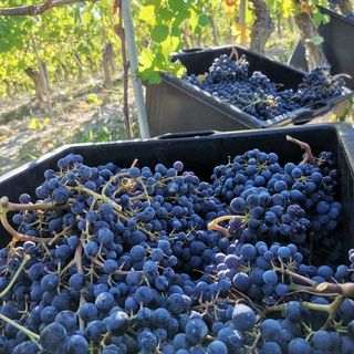 Immagini della vendemmia 2022: anche quest'anno la qualità delle uve si preannuncia ottima