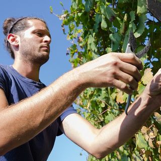 L'inizio della 62esima vendemmia - Ph Debora Lombardi