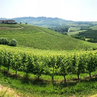 La riforma della &quot;new genetica&quot; applicata alla viticoltura: un convegno a La Morra