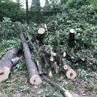 Altri 151 aceri colpiti dal tarlo asiatico: il "viale degli innamorati" dello splendido parco di Villa Tornaforte sarà abbattuto