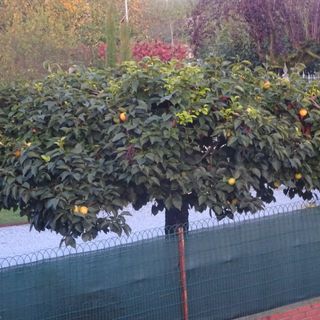 Bra, la Festa dei frutti d’autunno ha fatto “13”