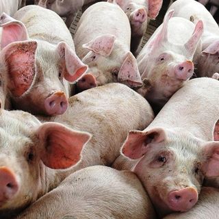 Il maxi allevamento di suini alle porte del Roero continua a far discutere. Il caso finisce in Consiglio regionale