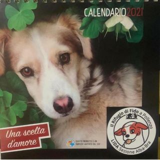 AAA cercasi urgentemente una casa per Annabelle: appello della sezione Alba-Bra della LIDA AAA cercasi urgentemente una casa per Annabelle: appello della sezione Alba-Bra della LIDA