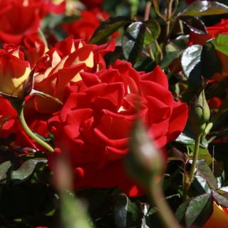 Una delle rose del parco di Bossolasco (Ph_Andrea Olimpi)