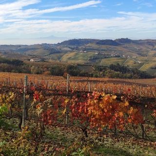 Autunno nel frutteto e vigneto: come preparare le piante all'inverno