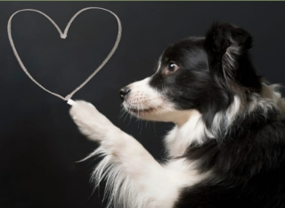 A Sommariva Bosco un focus sul rapporto tra cane e padrone