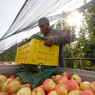 Coldiretti: il nuovo sistema di prestazione occasionale importante per la campagna