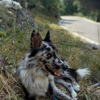 Un altro cane morto avvelenato sopra Demonte. La rabbia di Luana, che aiuta il compagno malgaro: "Più danni dai bocconi per i lupi che dai lupi stessi"