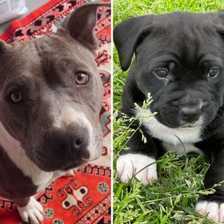 Titti e Michelino, mamma e cucciolo, cercano una famiglia che li adotti insieme Titti e Michelino, mamma e cucciolo, cercano una famiglia che li adotti insieme