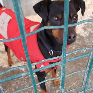 La sezione Alba-Bra della LIDA lancia un appello per trovare casa a dei graziosi cagnolini