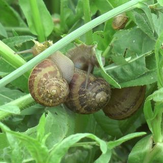 Chiocciola Metodo Cherasco