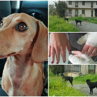 Nel collage la bassottina Luna, le ferite riportate da mamma e figlia e i due cani che le hanno aggredite