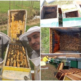 Nertil e Idlir sono due giovani apicoltori saluzzesi. In tre anni si sono visti avvelenare quattro volte le loro api. L'ultima volta a Piasco