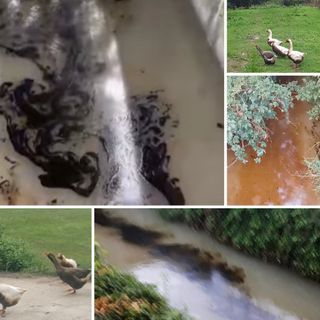 La macchia oleosa comparsa nella bealera che attraversa l'abitato di Sant'Antonio di Magliano Alfieri