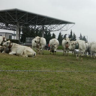 Sabato 6 novembre, webinar “conosco la piemontese” in diretta su tutte le piattaforme BeLocal e TargatoCN