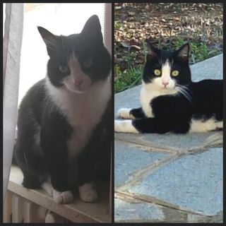 Smarrita a Sommariva Bosco una gattina di quattro anni