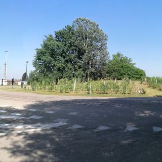 La rotonda "della vigna", all'ingresso sud ovest della tangenziale albese