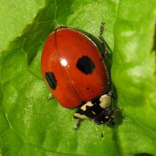 Adalia bipunctata, speciale varietà del coleottero antagonista naturale dei parassiti delle piante (Foto da Wikipedia)