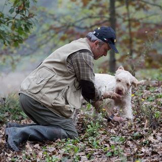 L'attività di ricerca di funghi e tartufi all'interno della zona di restrizione II è consentita ai soli residenti nei comuni della zona II