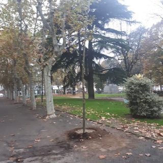 Bra investe sul verde: quindici platani piantati in piazza Roma