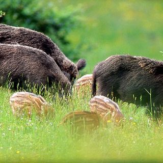 Immagine di repertorio