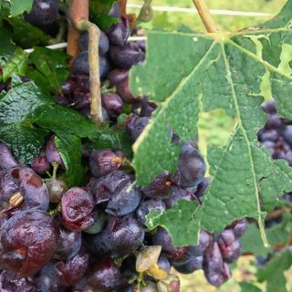 Grappolo colpito dalla prepicitazione nella zona di Diano d'Alba