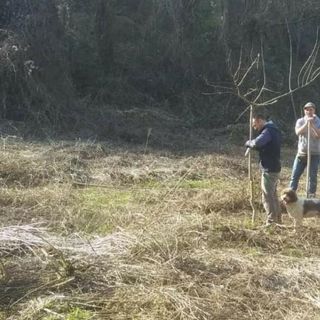 Oltre duecento pioppi piantumati nelle tartufaie naturali del Roero