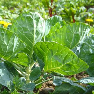 Coltivare bio: un corso a Cherasco