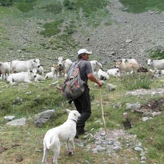 Coldiretti Cuneo chiede rispetto e tutela per l'agricoltura e la pastorizia