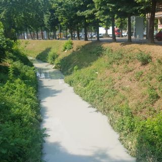 Acque biancastre e pesci a pancia insù, nelle foto scattate dai volontari di Canale Ecologia