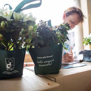 Il 9 maggio tornano in piazza le azalee dell'AIRC per festeggiare la mamma (VIDEO)