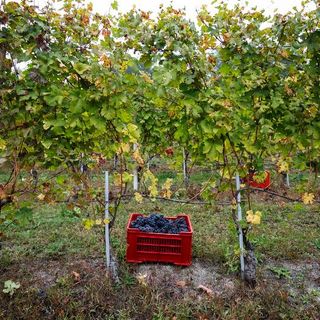 Foto di Alessandro Sgarito - Archivio fotografico Ente Turismo LMR Foto di Alessandro Sgarito - Archivio fotografico Ente Turismo LMR