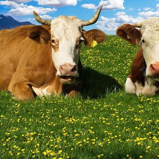 Immagine di repertorio