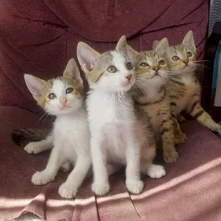 I micini nell'annuncio della L.I.D.A.