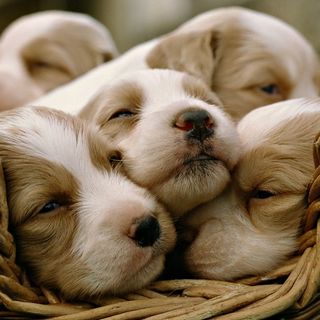 Vendevano in "nero" cuccioli di cane su internet: in quattro a processo Vendevano in "nero" cuccioli di cane su internet: in quattro a processo