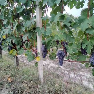 “Per le uve un’ottima annata con vini strutturati, di buona gradazione alcolica ed eleganti”