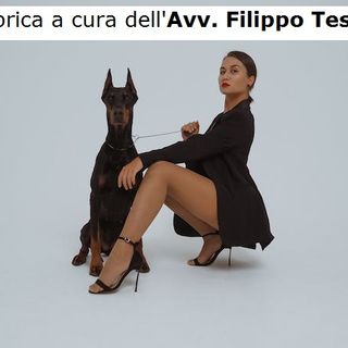 Nessuno tocchi il mio cane Nessuno tocchi il mio cane