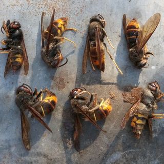 Nidi di calabrone asiatico rinvenuti a Garessio: necessario monitorare l’espansione" Nidi di calabrone asiatico rinvenuti a Garessio: necessario monitorare l’espansione"