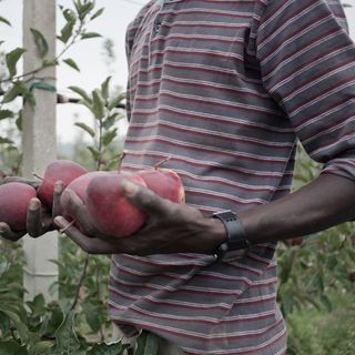 Lavoro, Coldiretti Cuneo: "10.000 posti nei campi, serve nuovo decreto flussi"