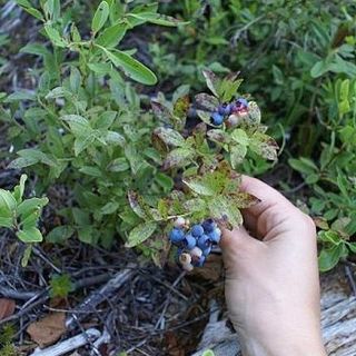 Raccolta di frutti spontanei nelle aree protette: il Consiglio Regionale dice sì alla proposta di Matteo Gagliasso