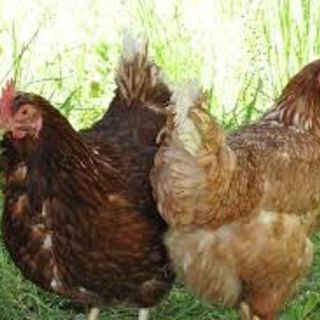 Centri estivi in fattoria didattica con il bonus baby sitter