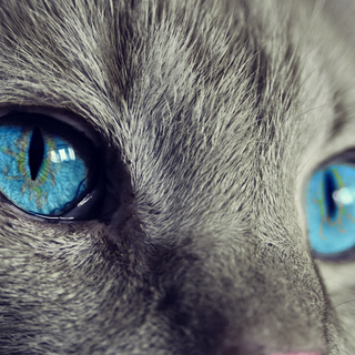 Due gatti salvati dai vigili del fuoco ad Alba e Cuneo nella notte. Immagine di repertorio - pixabay