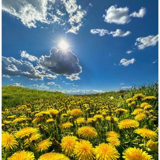 Tarassaco, ma anche dente di leone o soffione: storia, origini e segreti
