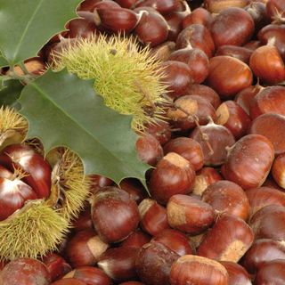 Castagne, la qualità non paga. Coldiretti Cuneo: "Prezzi in picchiata per i produttori"