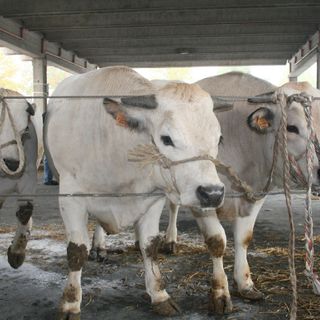 Bovini piemontesi di Sottorazza Albese