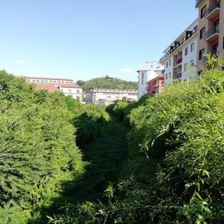 Una fitta vegetazione copre completamente i binari nella zona di corso Italia e via Pola