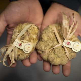 Foto Fiera del Tartufo-Getty Images (Giorgio Perottino)