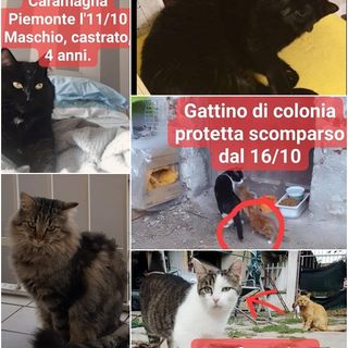 Tante anomale sparizioni di gatti: “chi lo ha visto”? Che fine hanno fatto?