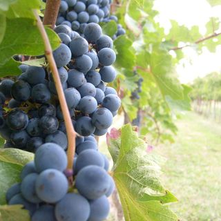 Immagine di repertorio